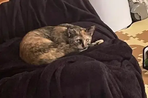 Lost Tortoiseshell Cat: Green Eyes, Black Collar