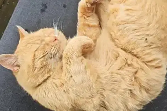 Lost Chunky Orange Cat: Loves Lasagna!