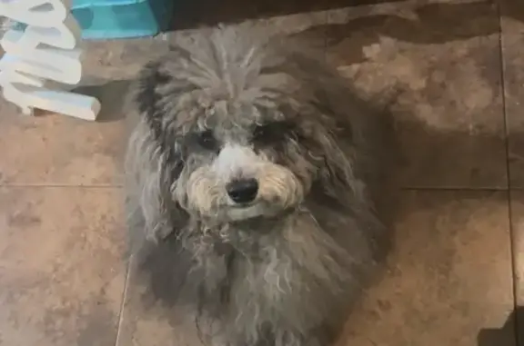 Lost Goldendoodle on West 28th Street