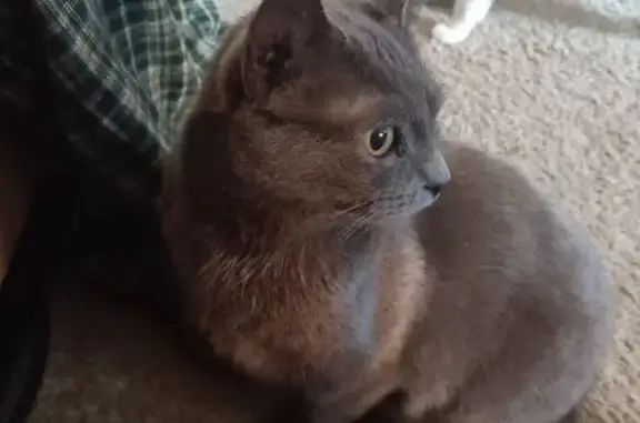 Lost Grey Munchkin Cat in Manassas