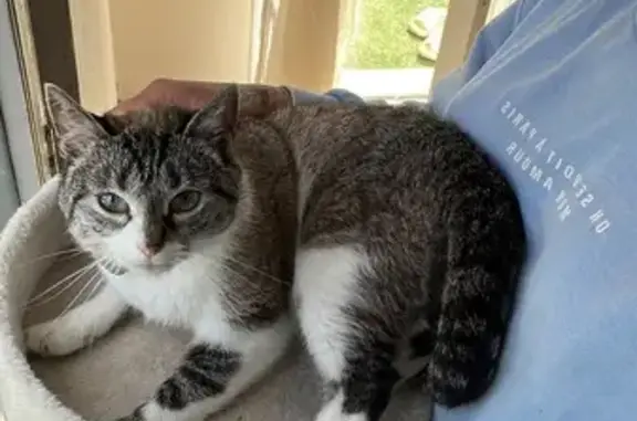 Chat perdu : blanc/gris, yeux bleus, Luxey - photo