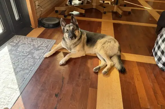 Found: German Shepherd, West Pecan, Tempe