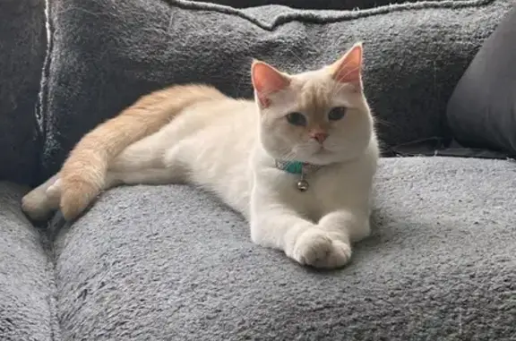 Lost White & Orange Cat in Leland 6157