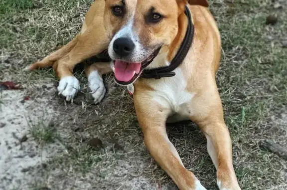 Lost Tan Dog: White Feet, Lauray Lane