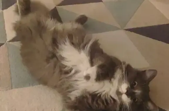 Chat perdu, Bischheim, photo: Chatte perdue à Bischheim, récompense offerte