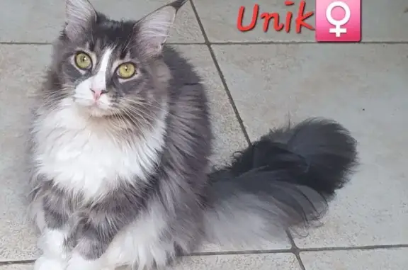 Chat Maine Coon perdue à Évron, secteur Lidl - photo