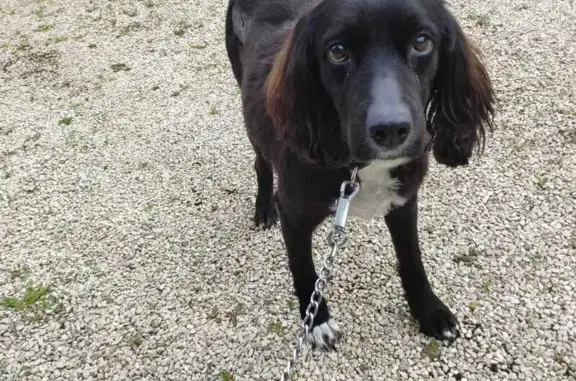 Chien perdu , photo : Chienne noire perdue à Froidfond (Vendée)