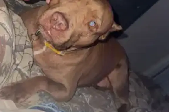 Lost Dog in Gardner, FL: Sweet & Shy