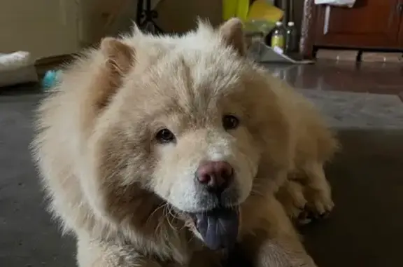 Sweet Tan Chow Chow Found on Busy Road