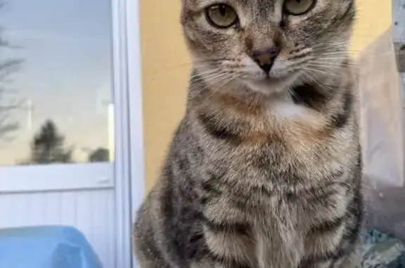 Gata Atigrada Perdida en Pomaluengo