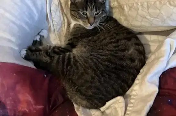 Lost Tabby Cat: Green Collar, Fairhaven
