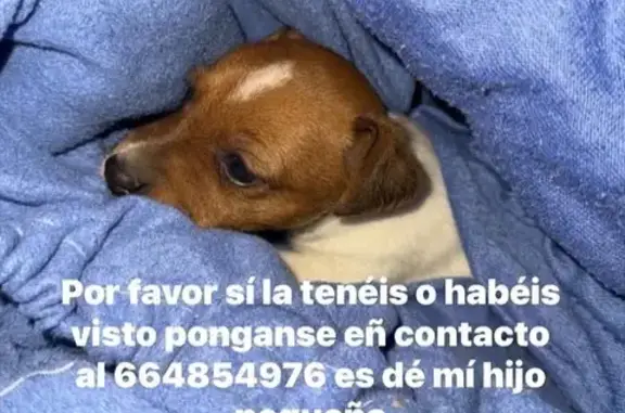 Perro Perdido: Blanco/Marrón e...