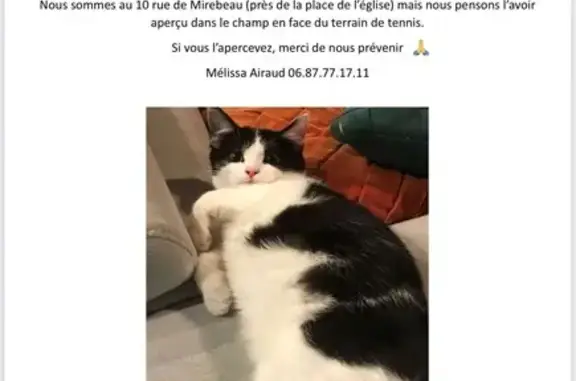 Animaux perdus , photo: Chat mâle noir et blanc perdu à Maisonneuve