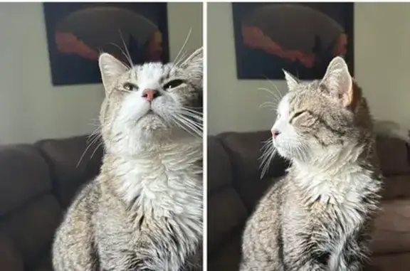 Lost Cat: Friendly, Shy, Raccoon Tail