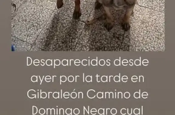 perro perdida, Sevilla