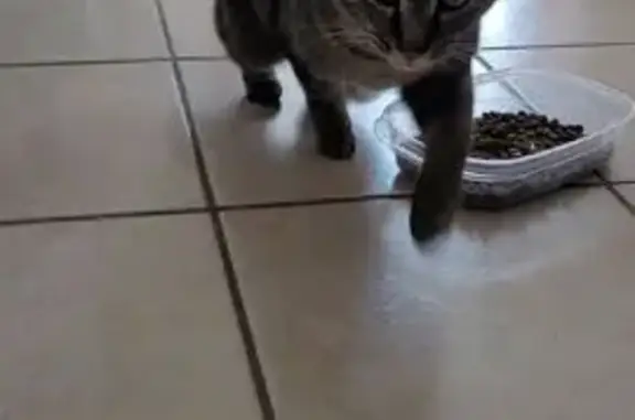 Animaux trouvés , photo: Chat mâle trouvé à Lizio, 15 mai