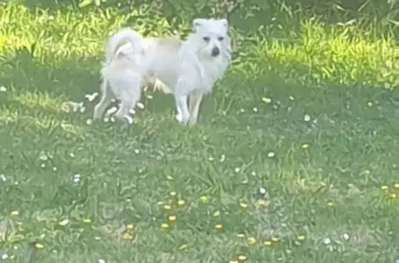 Chien trouvé La Chapelle-sur-Erdre, photo: Chien blanc errant route d'Orvault