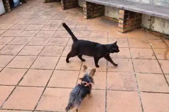 Chat noir trouvé, câlin, Rue Jules Renard - photo