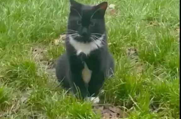 Chat noir et blanc perdu à St-Pierre-en-Auge - photo