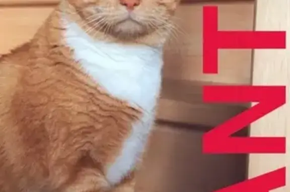 Chat perdue Mimi, sociable et craintif - photo