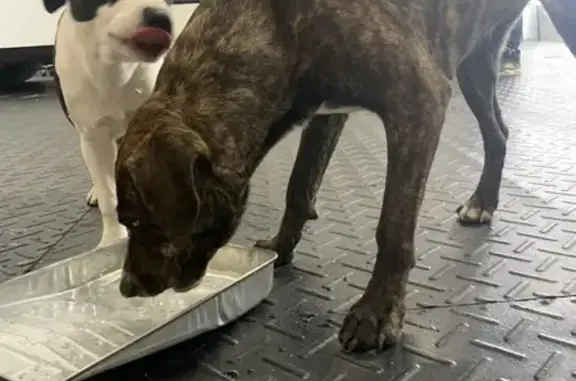 Found: Friendly Dogs Near Scioto Harper Dr