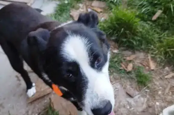 Animaux trouvés Nouvelle-Aquitaine, photo: Chienne border collie trouvée à Saint-Ciers