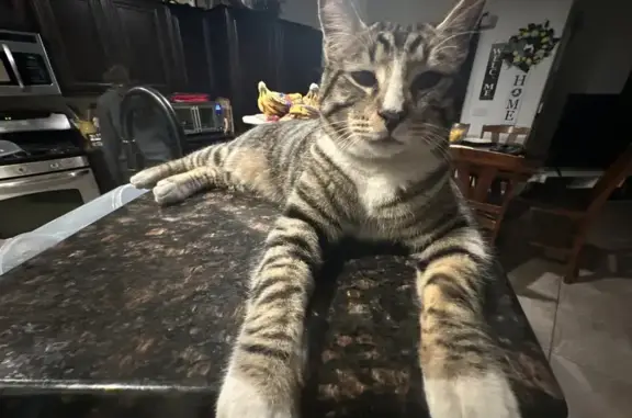 Lost Cat: White Paws, Chin Patch, Vegas