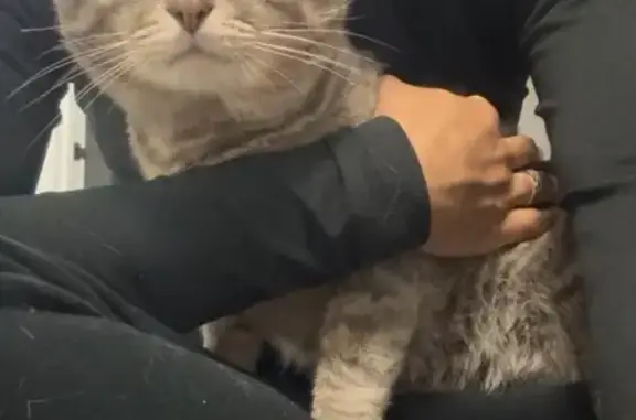 Lost Cat Momo: Yellow Eyes & Chubby Cheeks