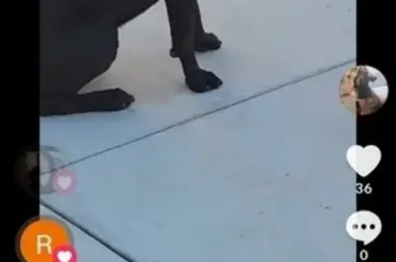 Lost Playful Yet Feisty Dog in Hemet