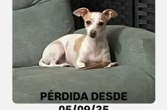 Lost Dog: Princess, White & Brown Spots