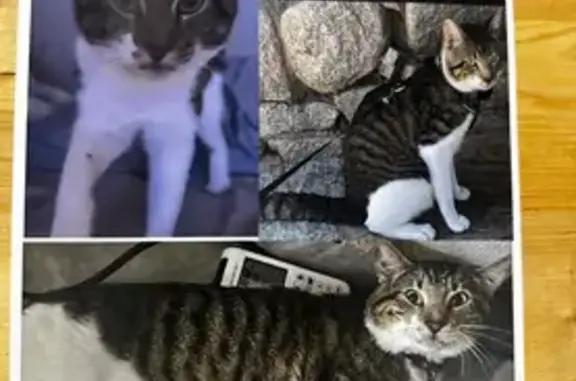Lost Grey & White Tabby Cat in Phoenix