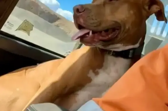 Lost Dog on Taylor St, Toowoom...