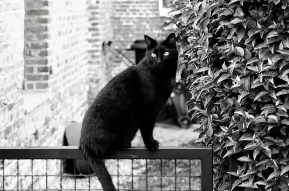 Chat perdu à Poix-du-Nord : tache blanche - photo