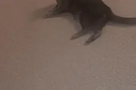 Lost Russian Blue Cat: St. Clair Shores