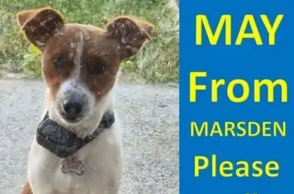 Lost Dog: Playful Pup on Cindy St, Logan