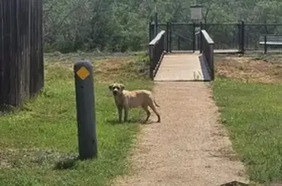 Sweet Stray Needs Shelter in Texas Heat
