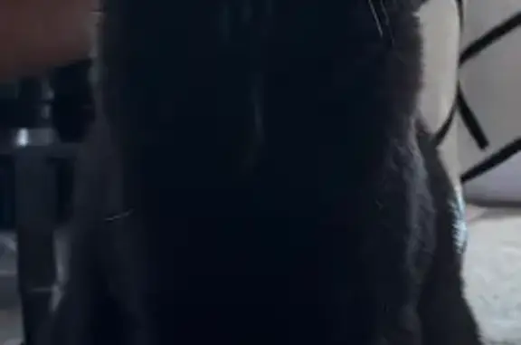 Lost Black Cat Mickey: Pine St, Norfolk