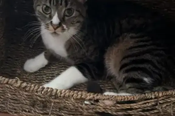 Lost Cat: Help Find Candy in Arlington!