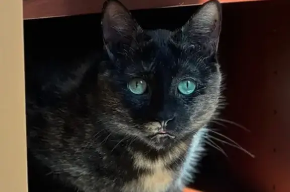 Lost Tortoiseshell Cat on Hillcrest Rd