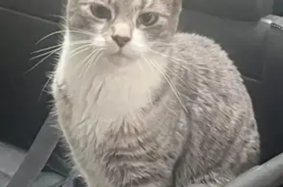 Lost Indoor Cat: $500 Reward, Valley St.