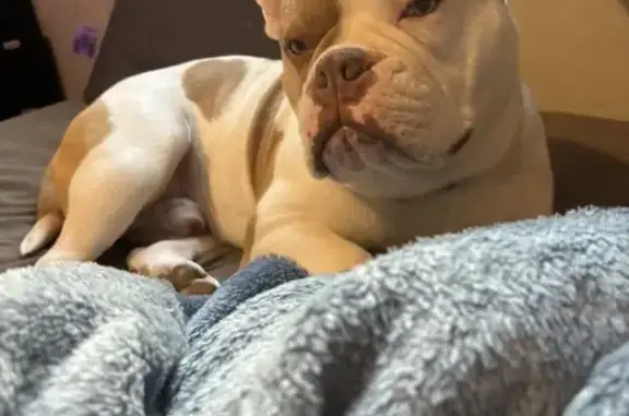Lost Dog: Sweet & Friendly in Katy