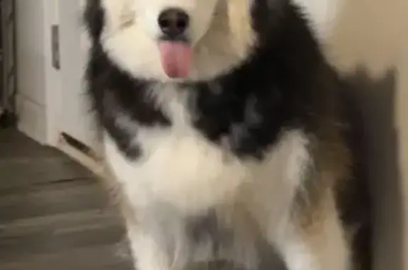 Lost Dog: Black & White with Blue Collar