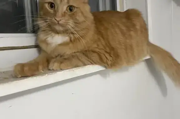 Lost Fluffy Cat on Septonne Ave, Newmarket