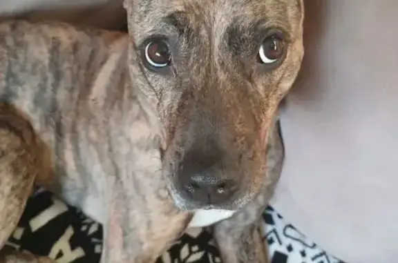 Lost: Friendly Tiger-Striped Pit Bull