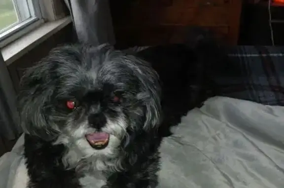 Lost Shih Tzu: Black, White, Red Spot