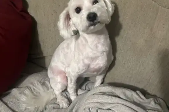 Lost White Maltese on Woodcreek St