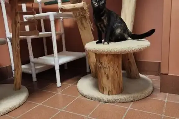 Lost: Missy the Shy Tortishell Cat