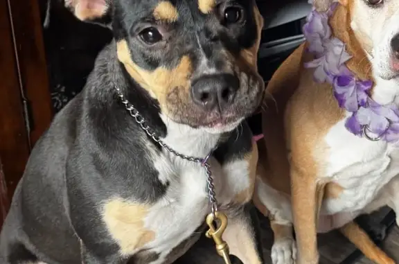 Lost Shy Pit on Briarcliff Rd, ATL