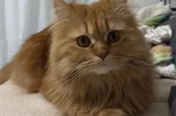 ¡Ayuda! Gato Persa Naranja Per...