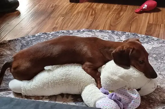 Lost Dachshund on Nadine Road - Help!
